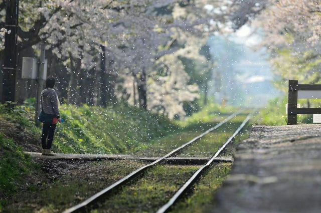 Cherry Blossom Train | Ashino Park in Aomori Prefecture, Japan