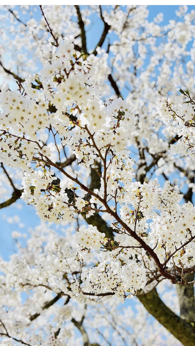 Come to Shizuoka to see cherry blossoms!