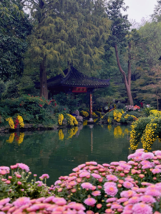 秋日的莫內花園🫧植物園菊花展2023最新攻略