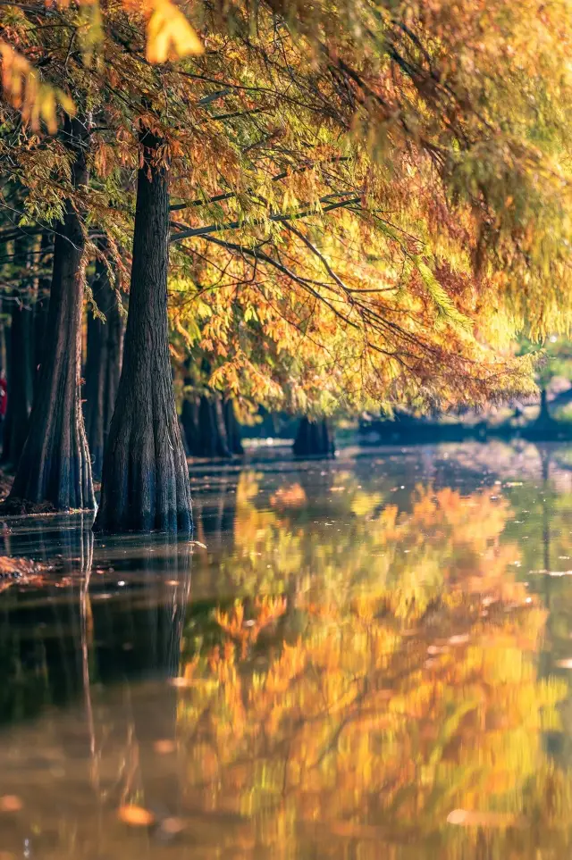 Yanque Lake in Nanjing is an artificial lake in Jiangning District, Nanjing, and also an important tourist attraction in Nanjing