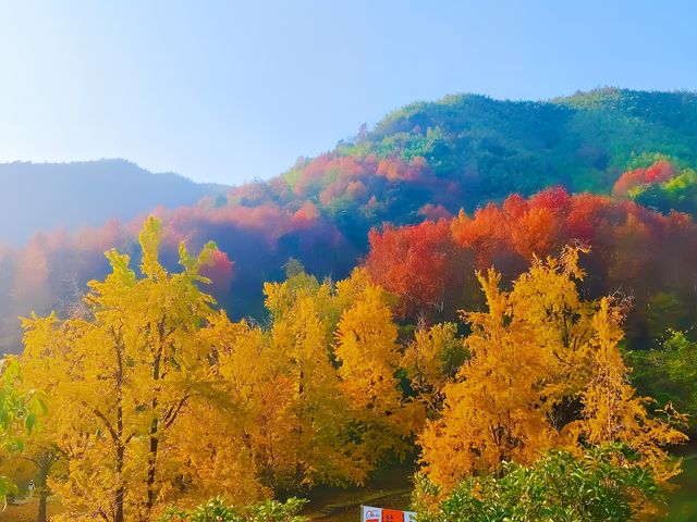 浙江這裡的銀杏也太絕了吧 |靈山塢村