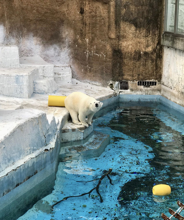 全球追秋｜天王寺動物園大自然與動物的完美結合