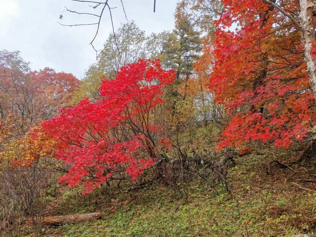 崗山賞紅葉