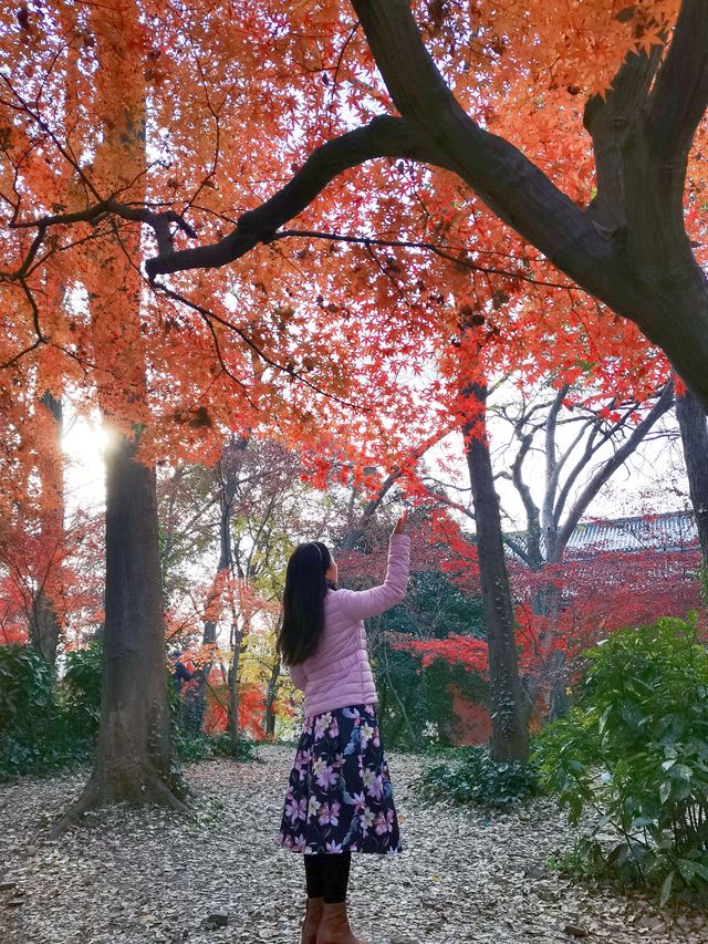 12/6實拍 中山植物園 紅楓崗 拍照機位分享