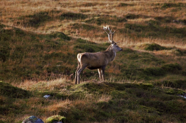 Explore the majestic Cairngorms National Park