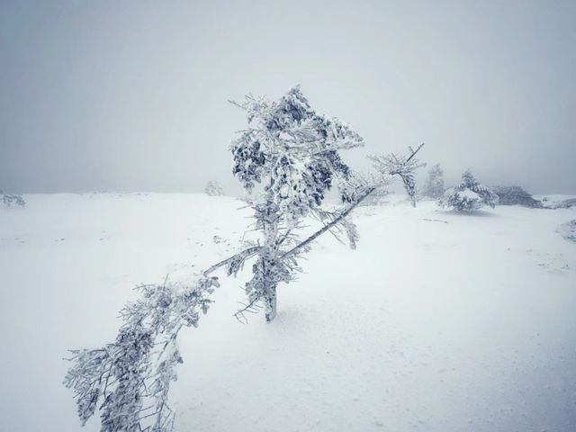 雲南|這兩天的驕子雪山，美的不像話！