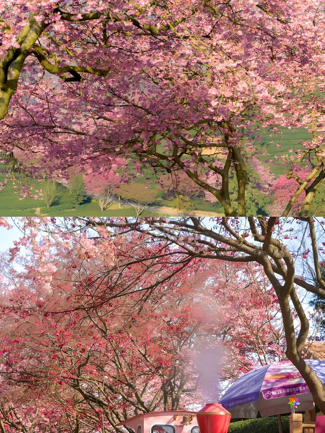 登上《國家地理》封面的最美櫻花聖地有多絕