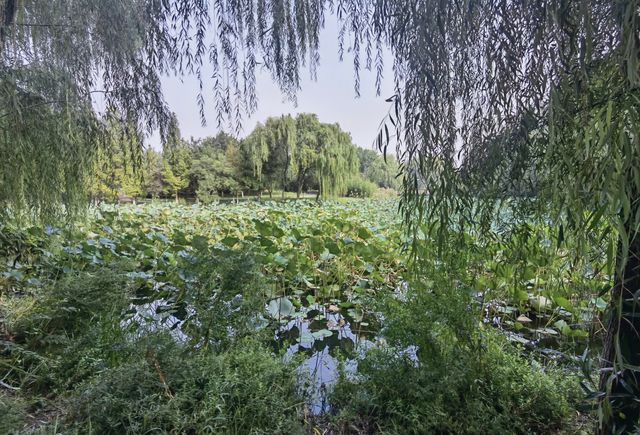 融入龍文化元素的～邯鄲龍湖公園