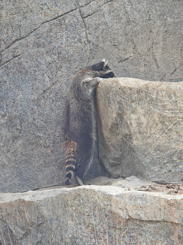 超治癒的動物園之行