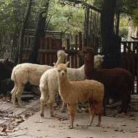 上海動物園遊玩攻略