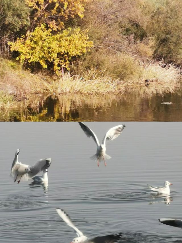 （濕地公園，大劇院）