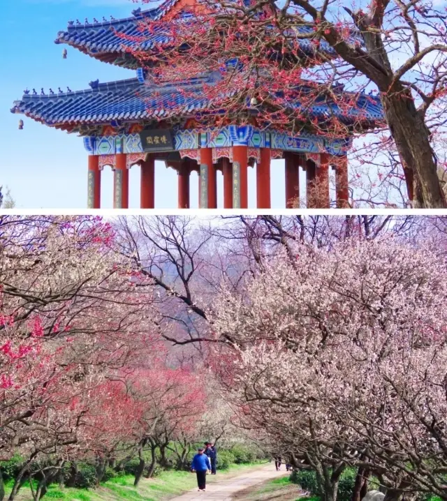 The plum blossoms at Ming Xiaoling Mausoleum after consecutive days of rain and snow are so beautiful that they tug at one's heartstrings