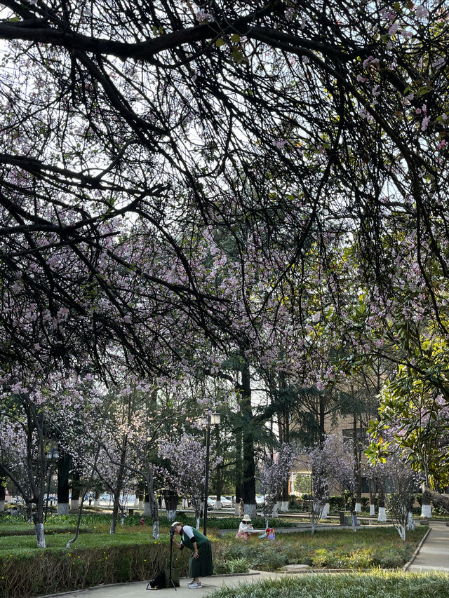 國保打卡：雲南大學會澤院（國八）