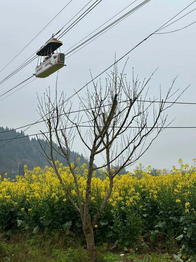 重慶潼南｜遠山近水都是油菜花