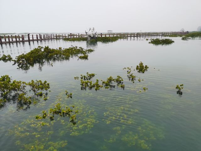 遊北海金海灣紅樹林，體驗北海疍家文化