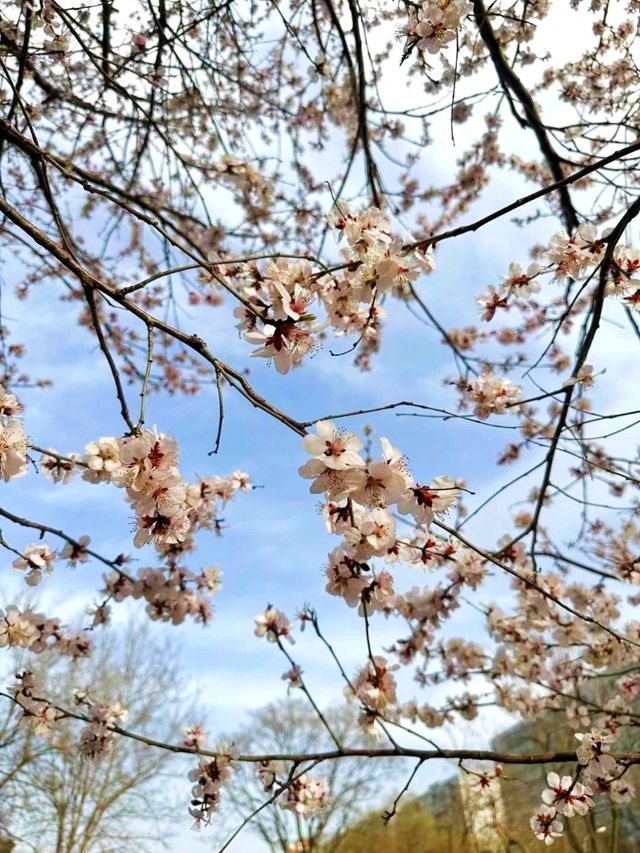 Beijing's Spring Blossom