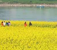 宜賓城邊的油菜花海，叙永區雪灘公園賞花去