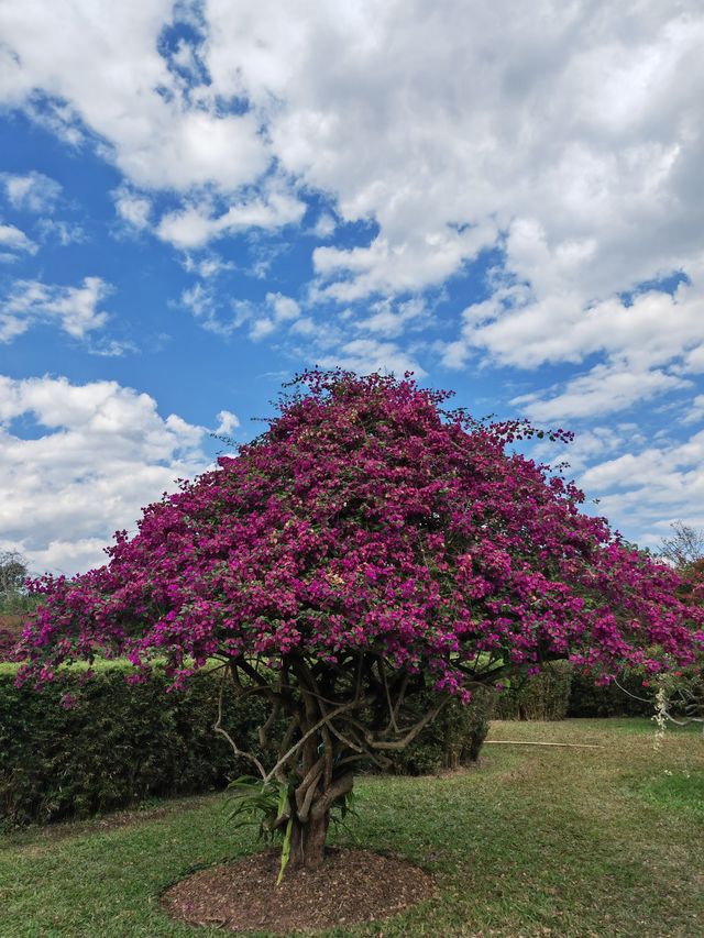 阿佤山探秘27：中科院植物園