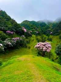 春天到了，鸡籠頂大草原高山杜鵑花海盛開未來半個月!