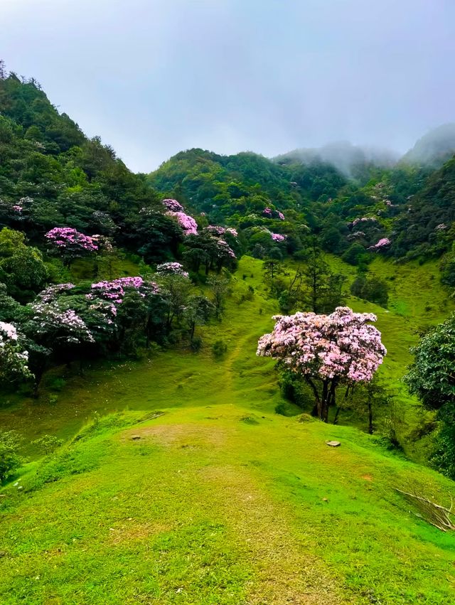 春天到了，鸡籠頂大草原高山杜鵑花海盛開未來半個月!