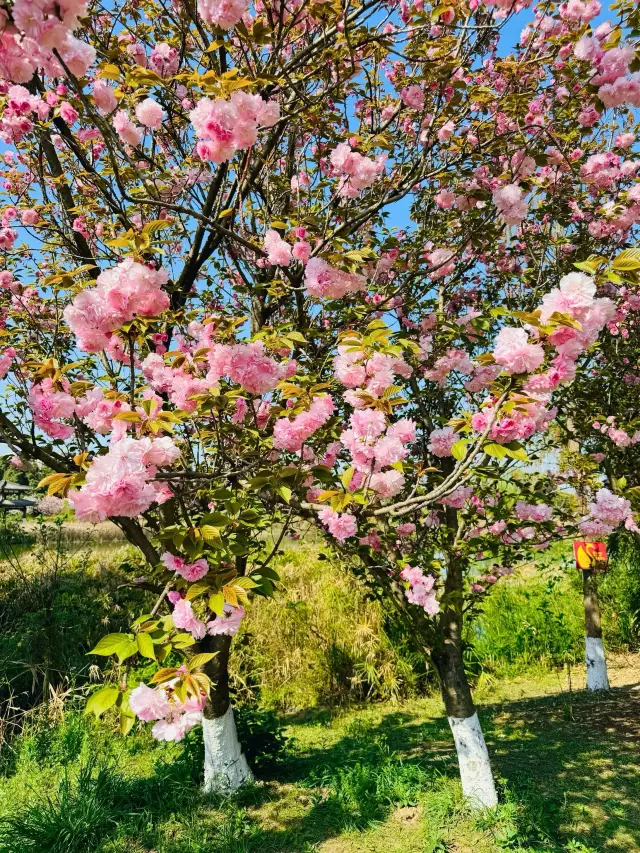 The cherry blossoms at Fenghuang Lake Park have reached their full bloom