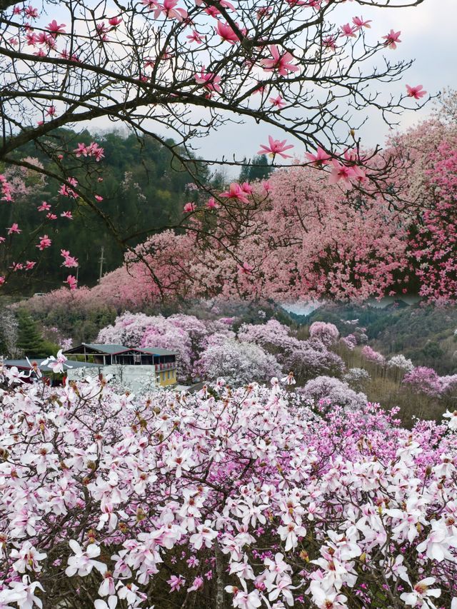 邂逅山野間的浪漫花海，你錯過了嗎？