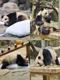 攻略！1日遊長隆野生動物園+熊貓酒店