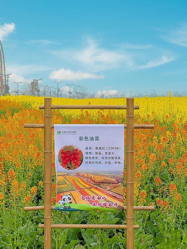 實拍～成都現實版的莫奈花園，絕美
