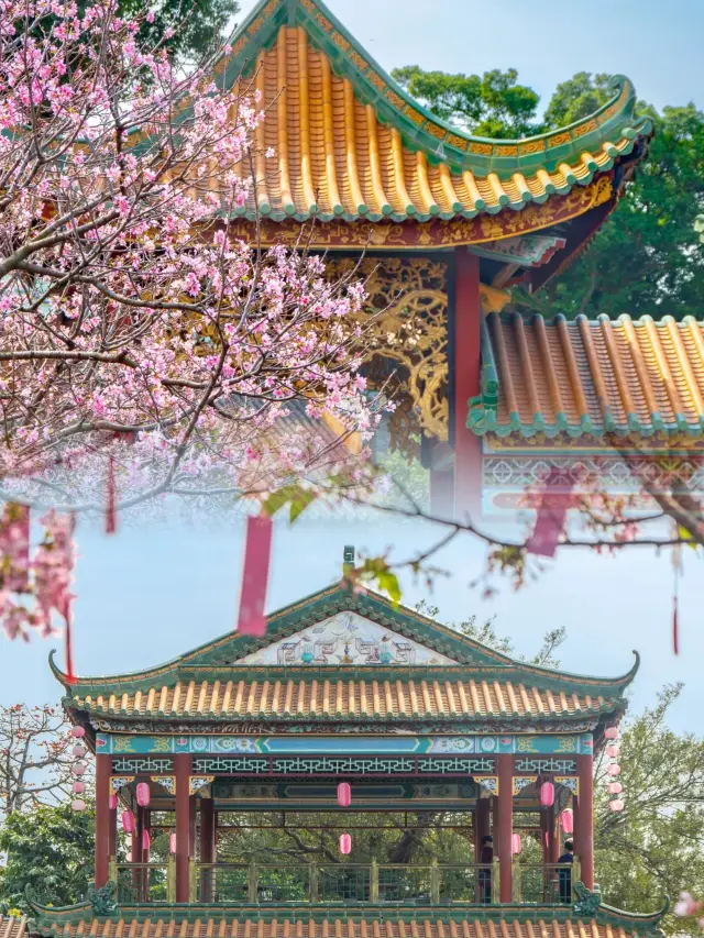 The cherry blossoms in Guangzhou are blooming again! Miss it and wait another year!