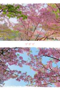 春暖花開，「櫻」你而來，玄武湖的櫻花和春風撞個滿懷