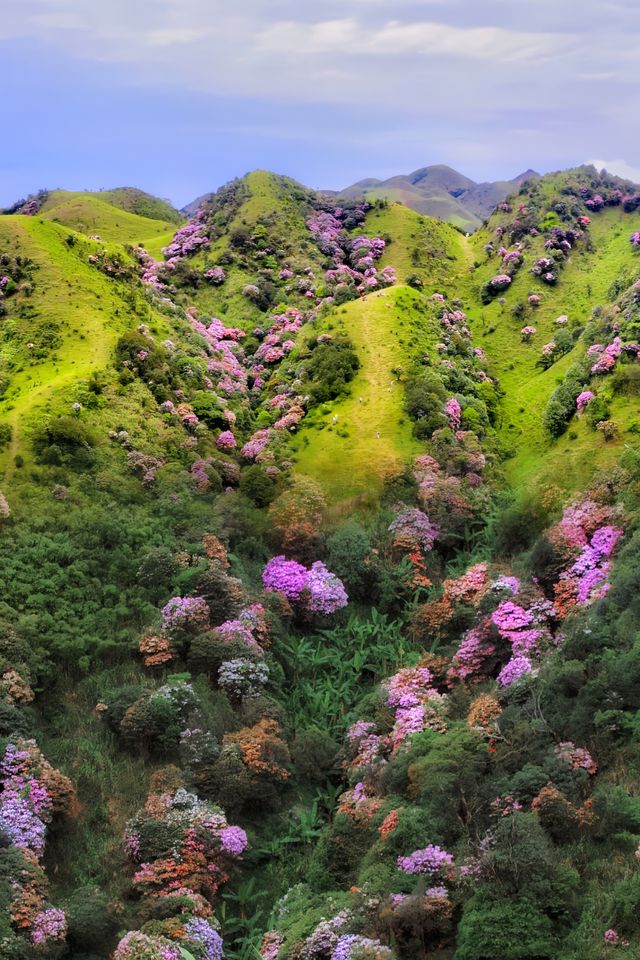 下個月‖廣東這個高山草甸滿山杜鹃花盛開～