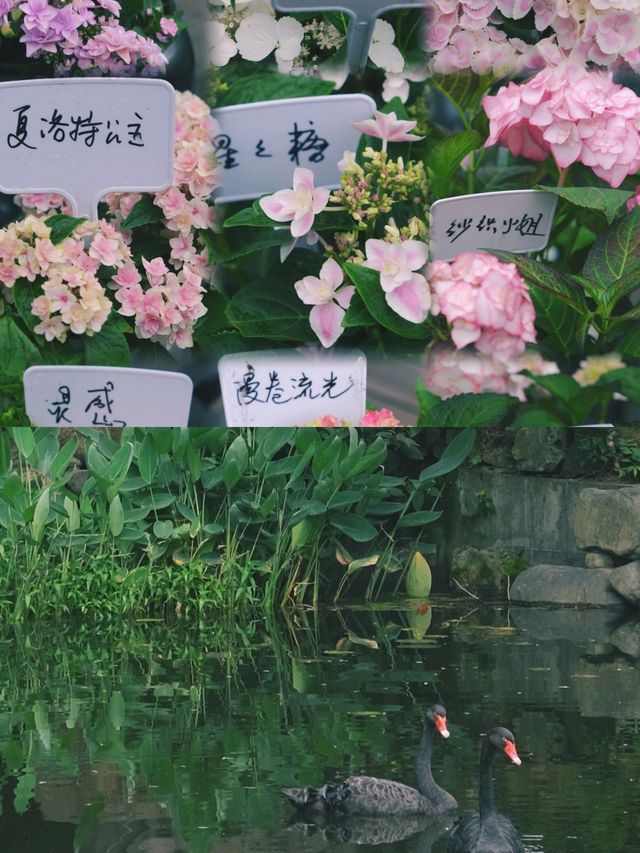 寧波的人間四月天這個地方美爆了