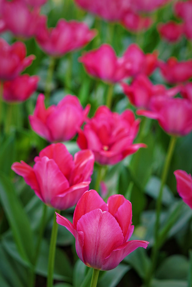 北京中山公園的鬱金香賞花攻略