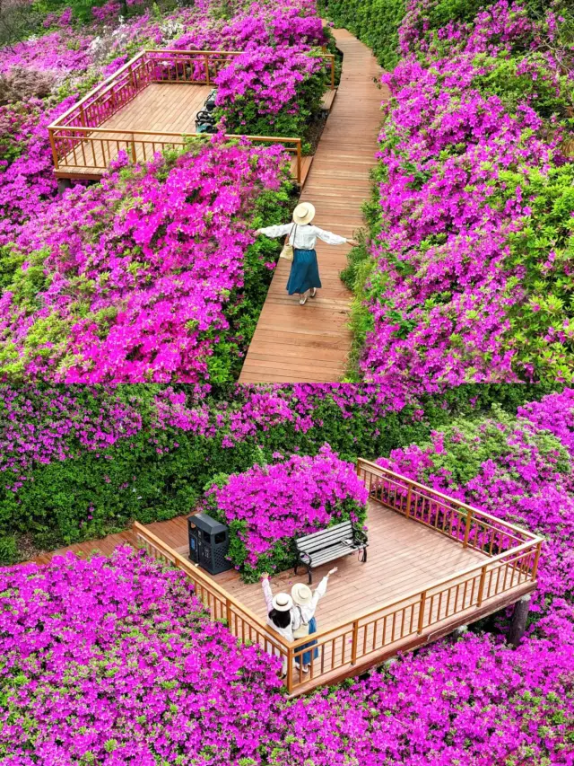I want to tell everyone in Wuhan that the direct bus to the azalea trail in Dujuan Flower Sea is incredibly beautiful