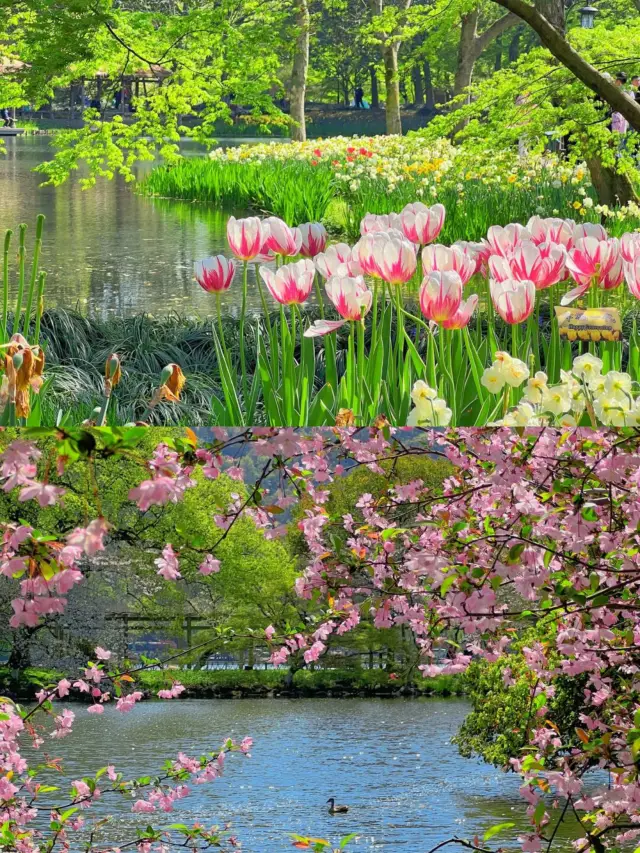 Spring in Hangzhou is truly a paradise!! This flower-viewing route is stunningly beautiful