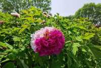 洛陽「網紅」牡丹合集來了!看哪朵戳中你的「心巴」?