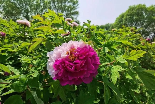 洛陽「網紅」牡丹合集來了!看哪朵戳中你的「心巴」? 洛陽「網紅」牡丹合集來了!看哪朵戳中你的「心巴」?