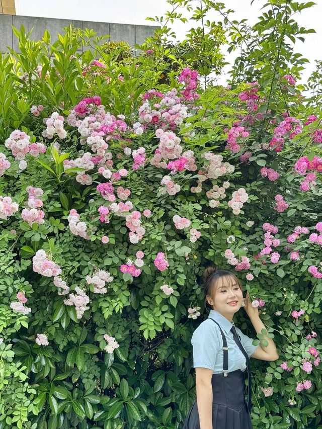 南京環亞凱瑟琳廣場薔薇花盛開！鮮花牆太美了！