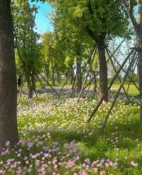 南京周，滁州明湖公園，薔薇花盛宴等你來！