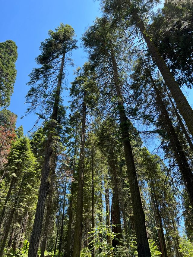 誤入巨人夢境體驗超大型景觀，感受震撼之美