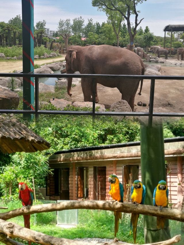上海野生動物園超實用攻略 上海野生動物園超實用攻略