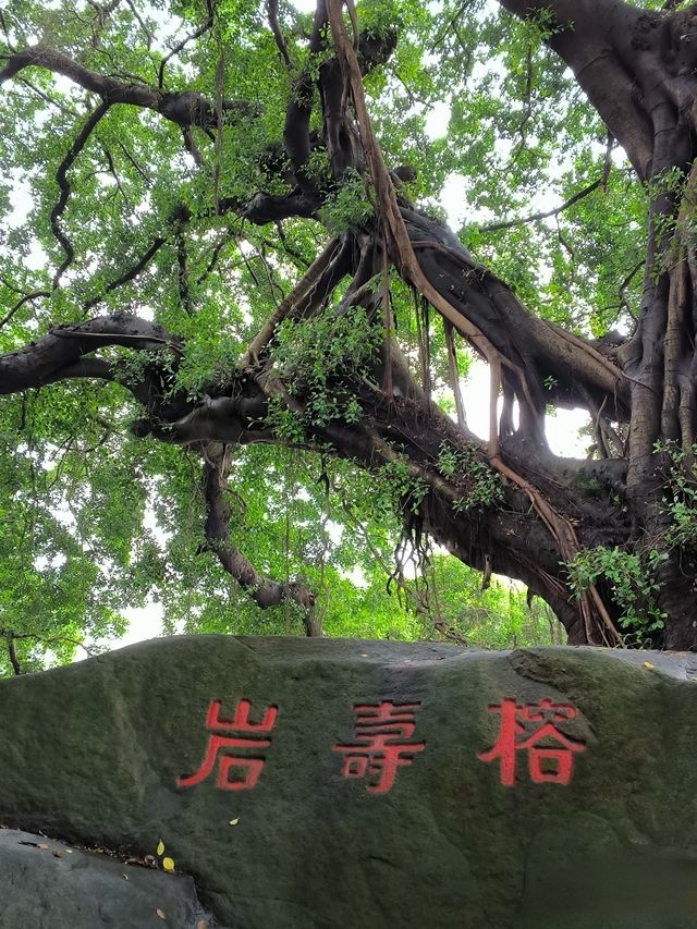 於山｜藏於鬧市中～獨守一方靜