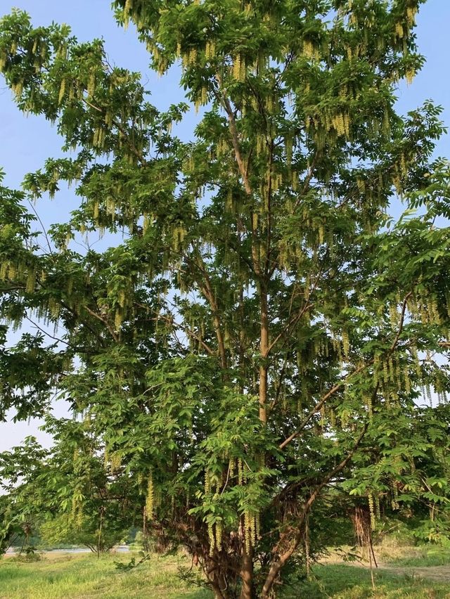綿陽近郊 | 是誰還沒去這個小眾玩水露營遛娃寶藏地