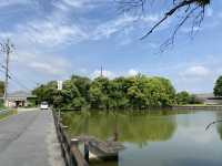 水稻田間，遙看藥師寺