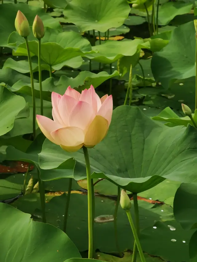 出淤泥而不染，生為夏花，蓮花池公園荷花盛開