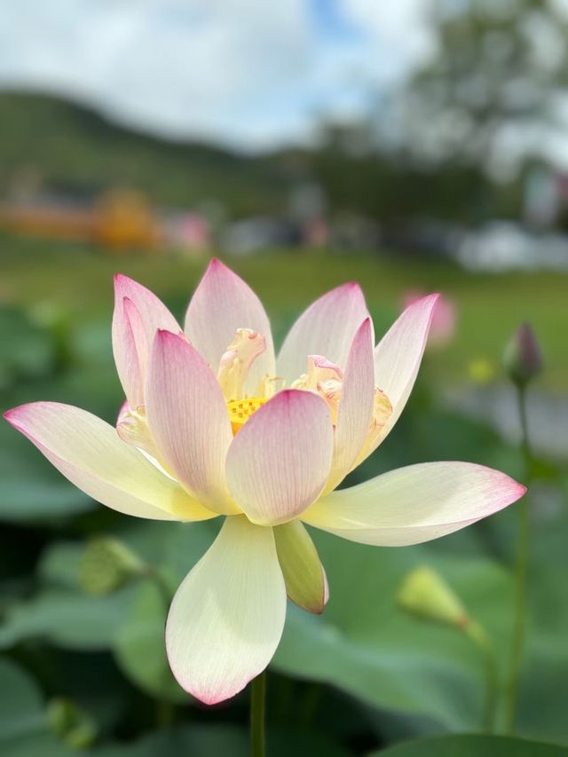 夏日裡，荷花盛開，仿彿是大自然的一幅絕美畫卷