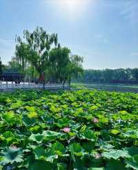 這個夏天怎麼能不去趟北海公園呢!