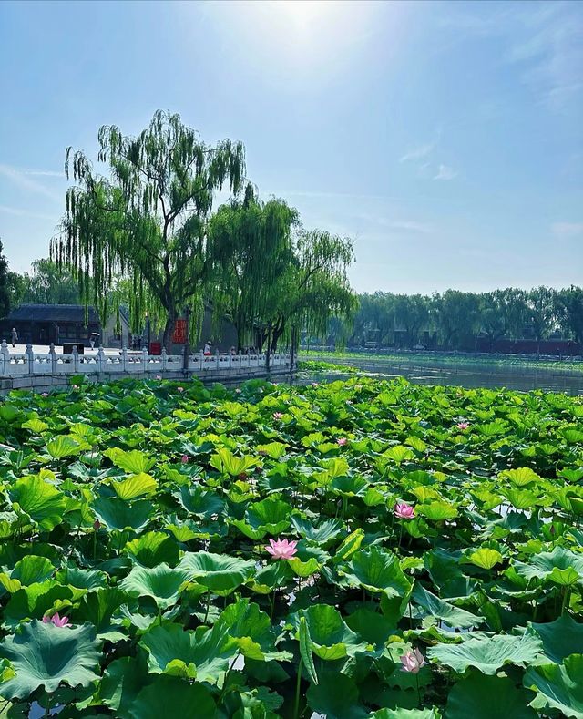 這個夏天怎麼能不去趟北海公園呢!
