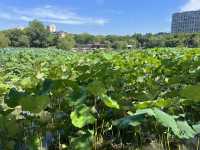 夏日荷花別樣紅，相約在永康香樟公園看荷