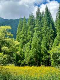 山桜庵：高山溫泉鄉的和洋式風情，飛驒牛與硫磺溫泉的雙重享受
